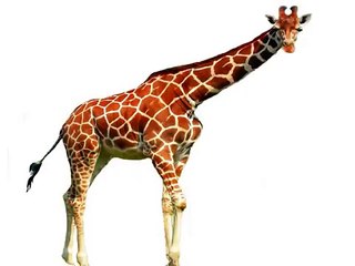 Your baby can read   ANIMALS   Your baby can read