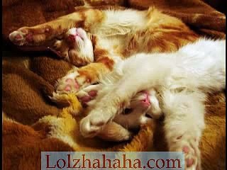 Very Cute Kittens _Kawaii 4