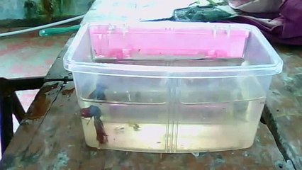 BETTA VS GUPPY