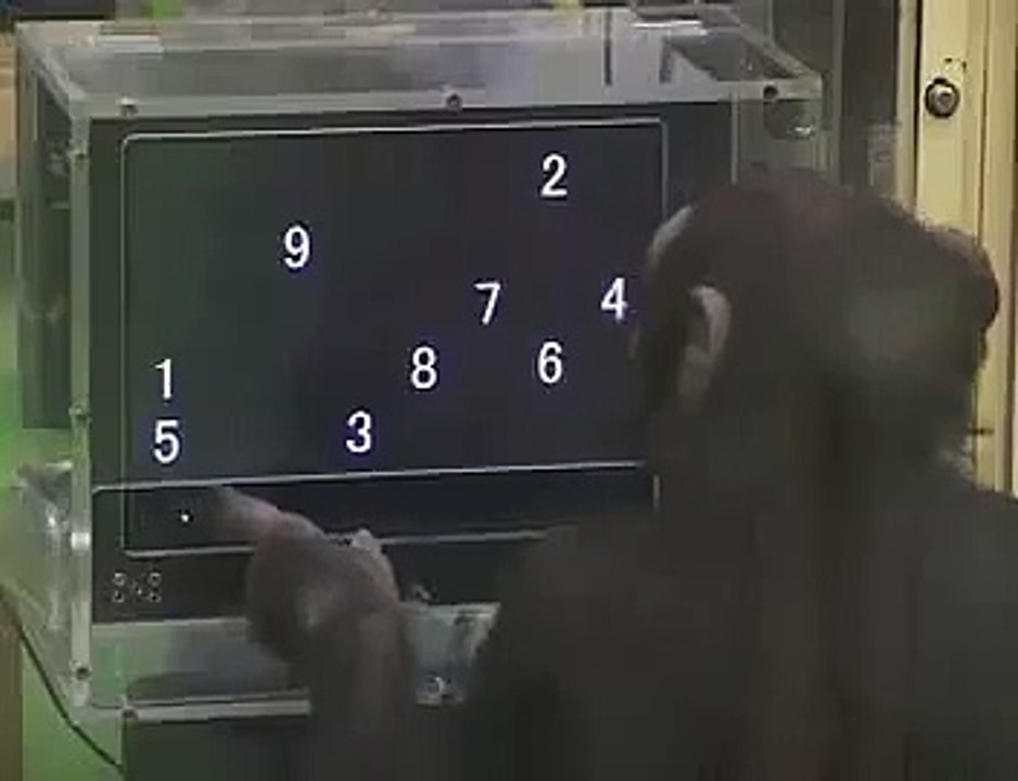 A chimp with photographic memory--by Funny Videos Collection