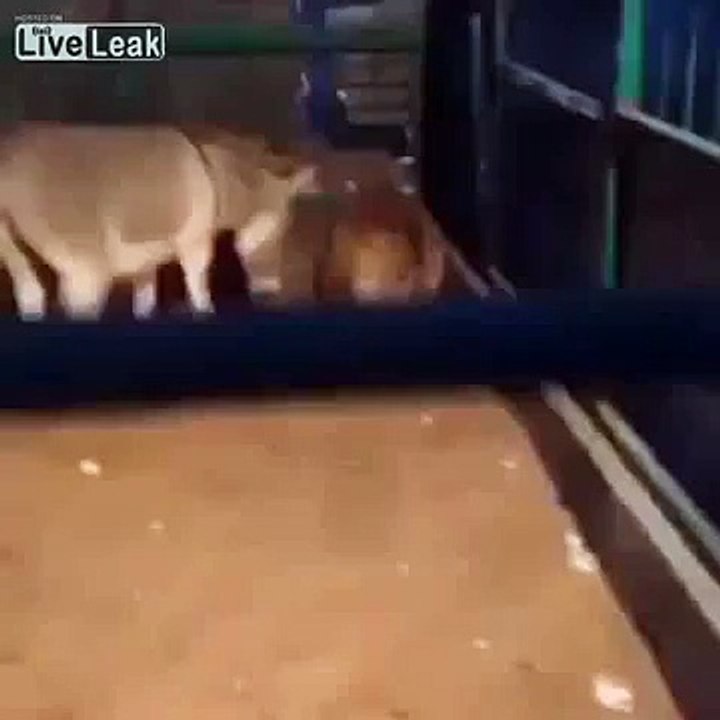 donkey attack a lion
