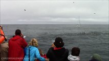 8.14.14 Humpback Whales off Marina State Beach #Monterey