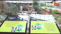 Pandas adapting to Malaysia