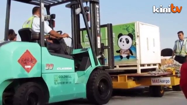 Duta nafi rakyat China bantah hantar panda ke Malaysia