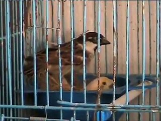 انتاج عصفور دوري مع كناري واخراج بندوق من الناتج