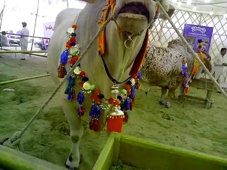 Dilpasand Sibbi at LDFA expo 2015 Bakra Eid