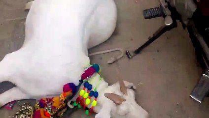 Tapre goats Bakra Eid