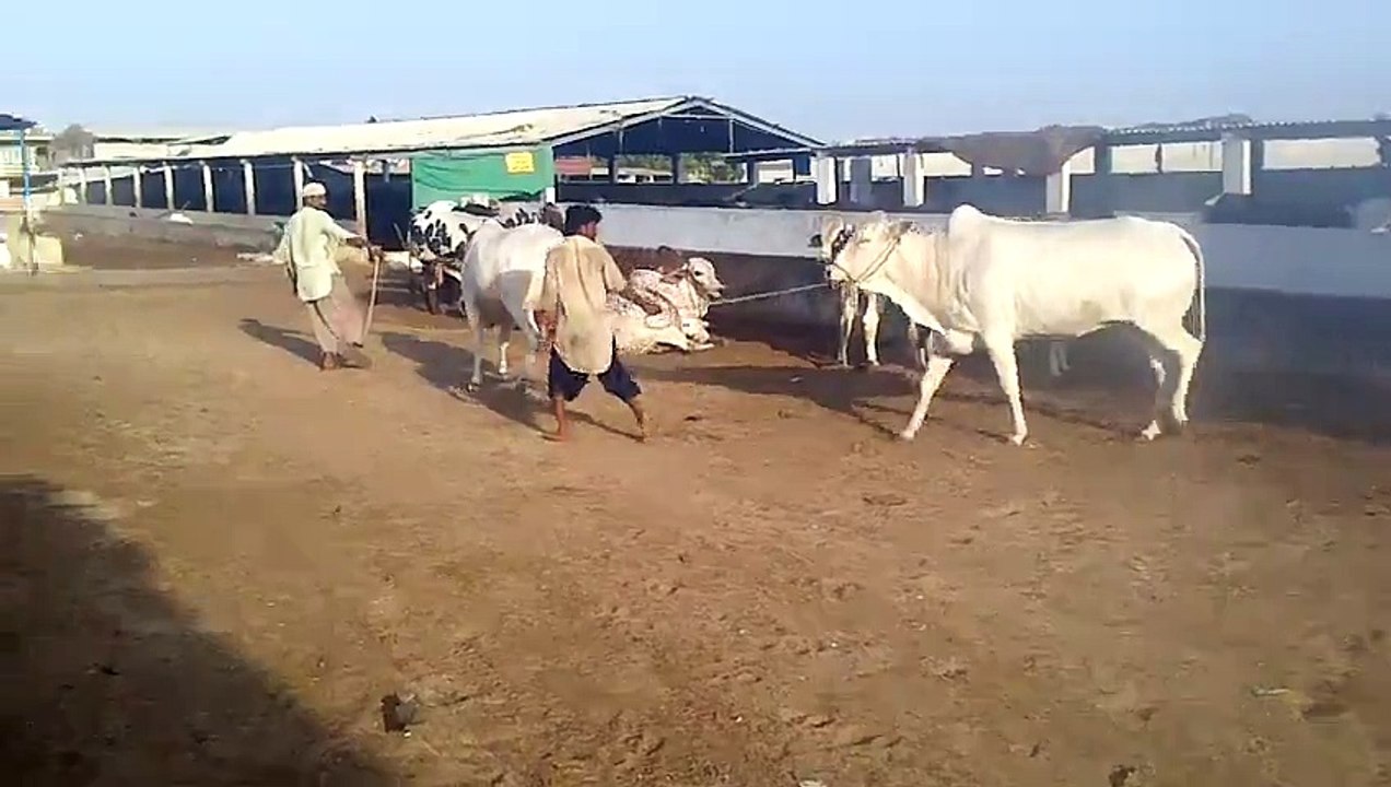 Nukri jori 2014