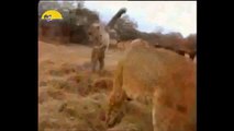 Animal Fight To Death - Leopard vs Lion Fight to Death 2015