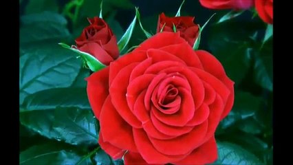 DENIS SOUZA & JULIANO - MUSICA ROMANTICA (POR VOCÊ)