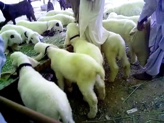 Karachi Expo Chatray Bakira Eid 2015 LDFA