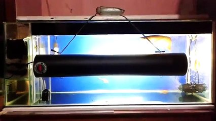 First tanning lamp arowana red tail golden