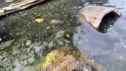 Fishing in Alaska, pink salmon