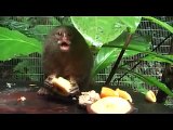 Pocket monkey, pygmy marmoset, leoncillo - PRINCESS!  From AmaZOOnico - Selva Viva, Ecuador.