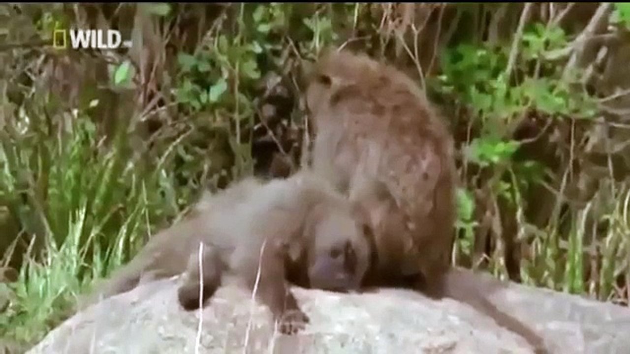 Lion Attack And Killed  Baboon hd