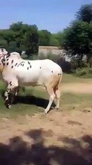 Dhani Breed White Bull 2015 Bakra Eid
