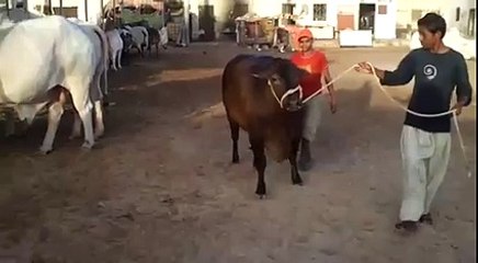 Lal Bachiya Bakra Eid Atm dairy & cattle farm 2015