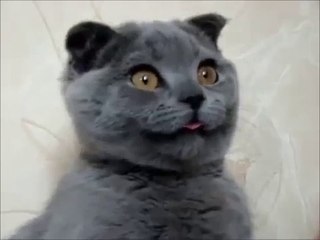 Кот улыбается, учитесь ;)