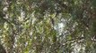 Common European Starling iridescent singing song california wildlife nature birds hd