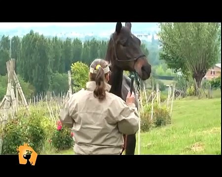 Cani, gatti & c. - Servizio del 30 Maggio 2012: comunicazione non verbale tra uomo e cavallo