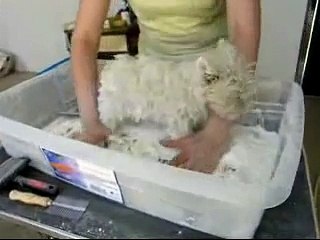 Enmaicenado de un westy