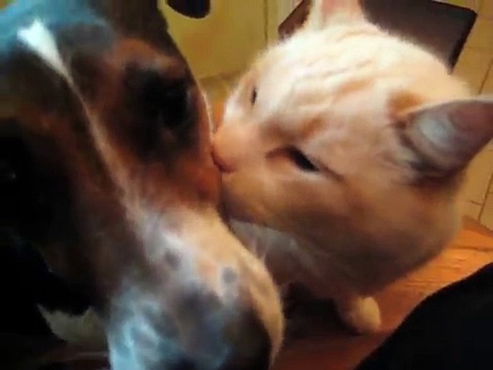 Som hund och katt