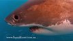 Great white sharks and Great hammerhead shark free swimming - Australia