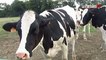Assistez à la traite des vaches à la ferme de Saint-Thibault-des-Vignes