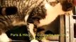 Kattenmand Dierenambulance/Dierenbescherming West-Alblasserwaard ph