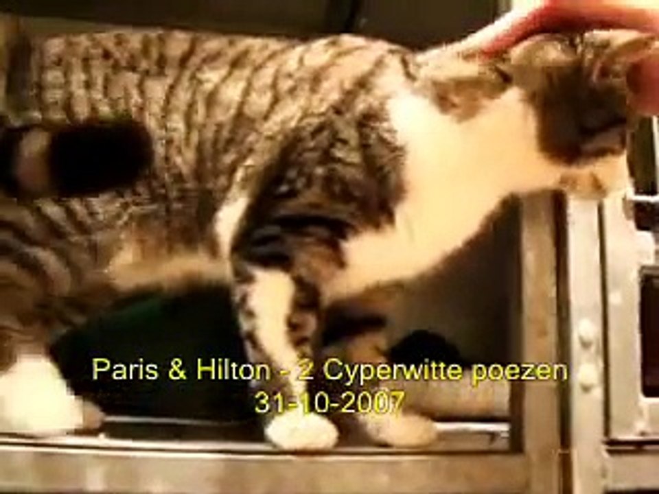 Kattenmand Dierenambulance/Dierenbescherming West-Alblasserwaard ph