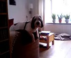 Teun the Grand Basset Griffon Vendeen