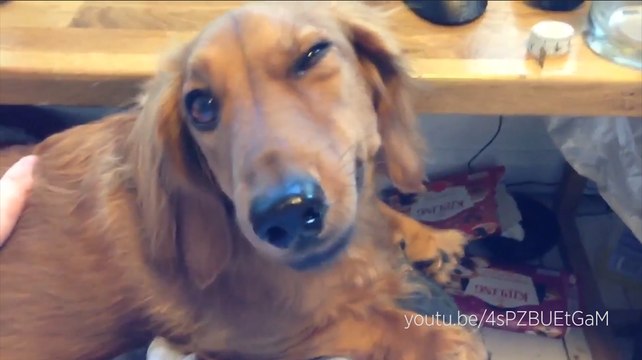 Ces chiens qui éternuent vont vous faire fondre