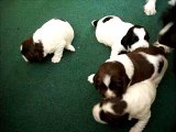 Russian Spaniel Puppies playing march 26