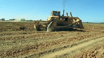 Soil Ripping for Walnut Trees