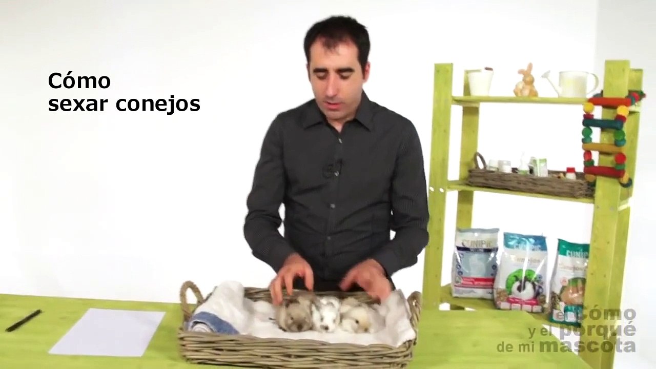 CONEJOS - Cómo sexar conejos