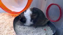 (hamster、ハムスター)三天兩夜尿尿之旅(下)