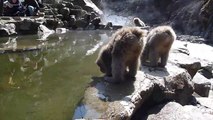 Snow Monkeys Drinking Hot Spring Water, Jigokudani, Japan. |地獄谷野猿公苑 春