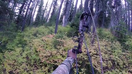 Elk hunt at 1 yard with a Bow