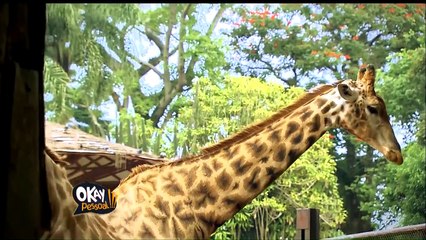 Bárbara Koboldt vai ao Zoológico de São Paulo