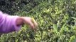 darjeeling tea gardens in Ghoomo India with Shree