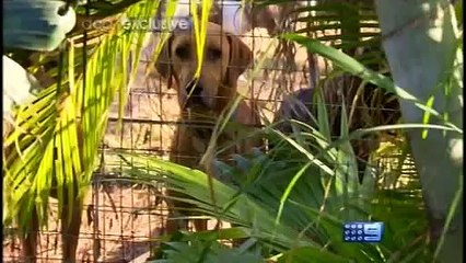 Errol Mike Hodgens A Current Affair Dog Crazy