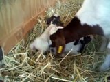 Baby boer goats just born