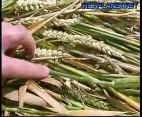 Richplanet - Crop Circles: The Hidden Truth