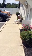 Un bulldog anglais avec une boîte dans la gueule