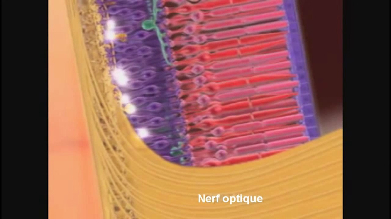 L'anatomie de l'oeil