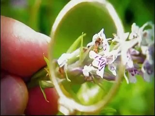 Darwin'in Mücadelesi: Türlerin Kökeni (1/4) [Türkçe Dublaj]