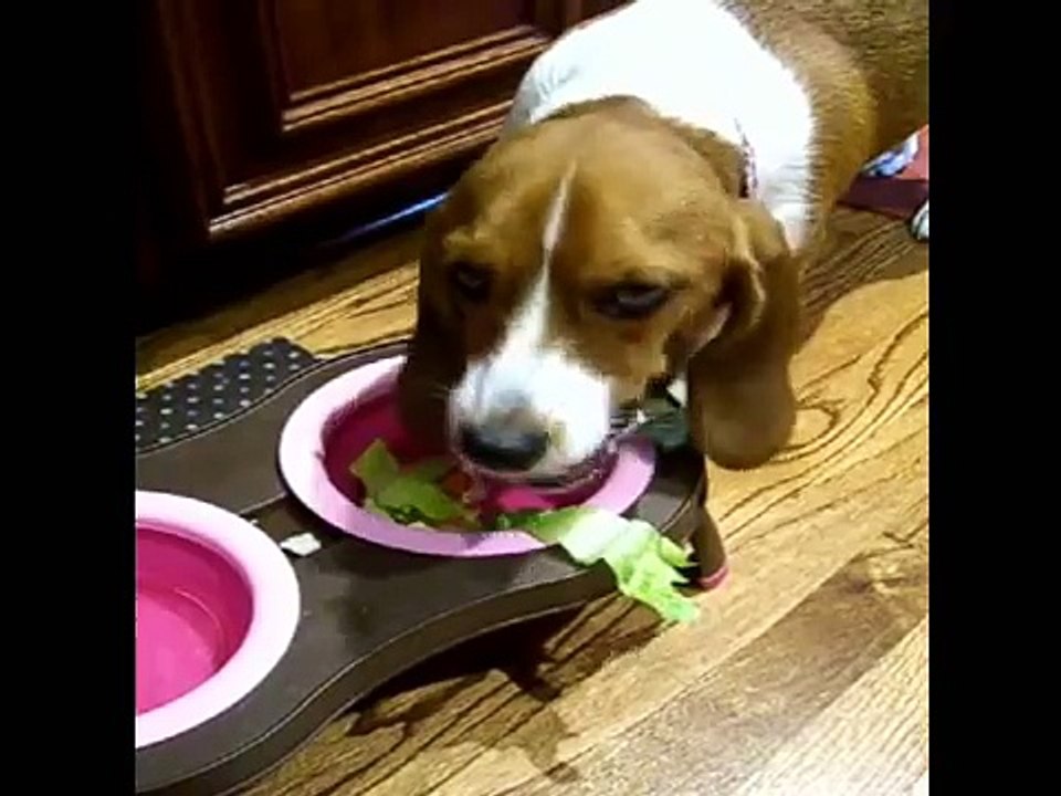 funny beagle eating salad