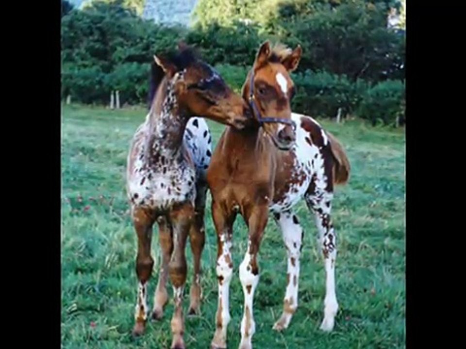Horse - The Voice