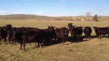 Chicas 'hipnotizan' cantando a todas estas vacas