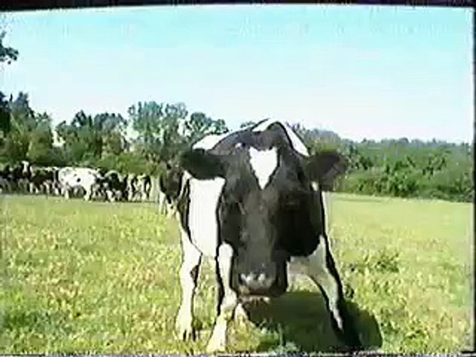 Devour The Earth [animal liberation front, direct action, vegan, vegans, veganism, animals]_clip1